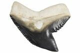 Fossil Tiger Shark (Galeocerdo) Tooth - Bone Valley, Florida #299505-1